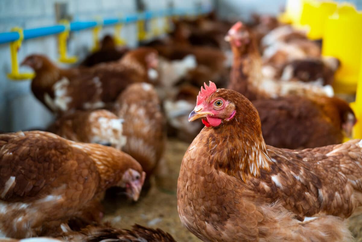 Risco de gripe aviária leva governo a vetar eventos e criação de aves externas