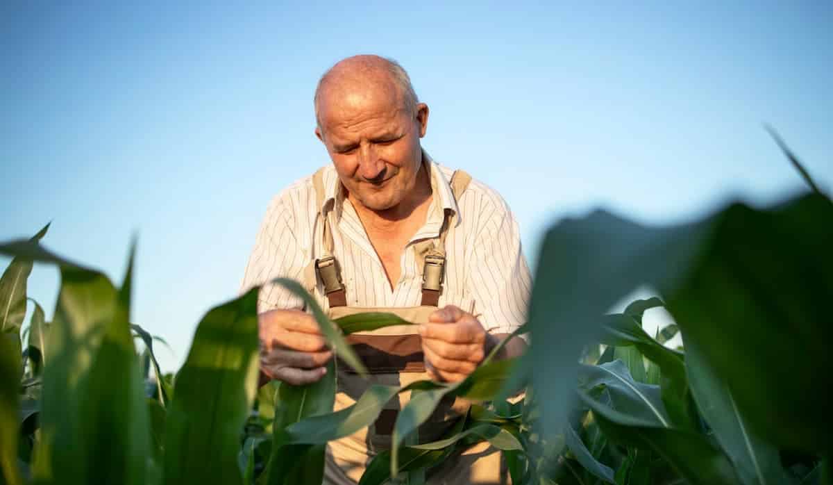 Benefícios para trabalhadoras rurais: saiba o que é garantido