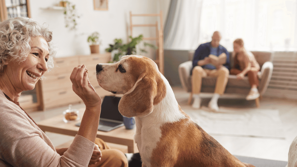 animais de estimação
